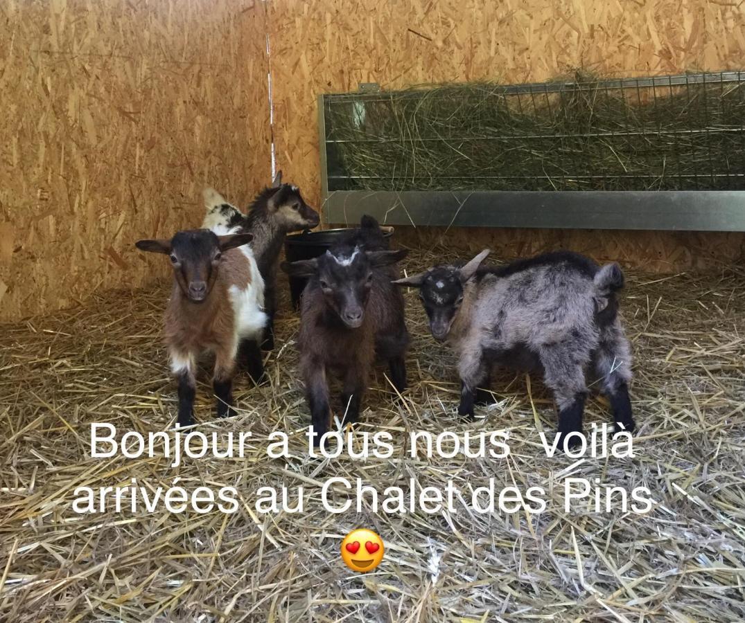 Roulottes Du Chalet Des Pins Rougeou Eksteriør billede